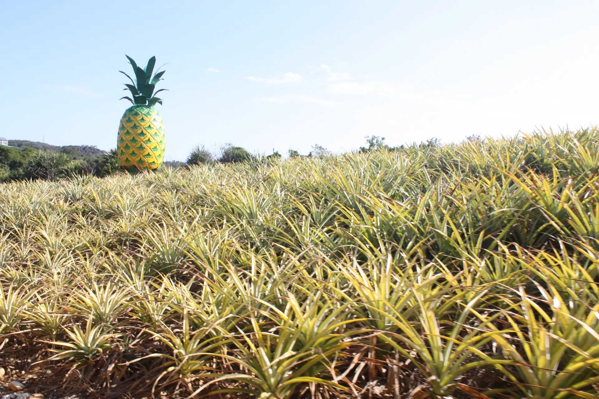 🍍 마이파리 미야코지마 열대과수원 이미지 7